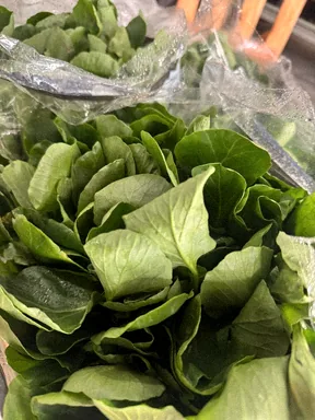 Folhas verdes colhidas e embaladas